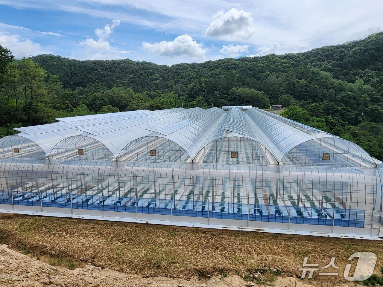 본문 이미지 - 5일 전북 진안군이 행정-농협 협력으로 추진 중인 '지역특화품목 비닐하우스 지원사업' 대상자 선정을 마쳤다.(진안군제공, 재판매 및 DB금지)2026.3.5/뉴스1