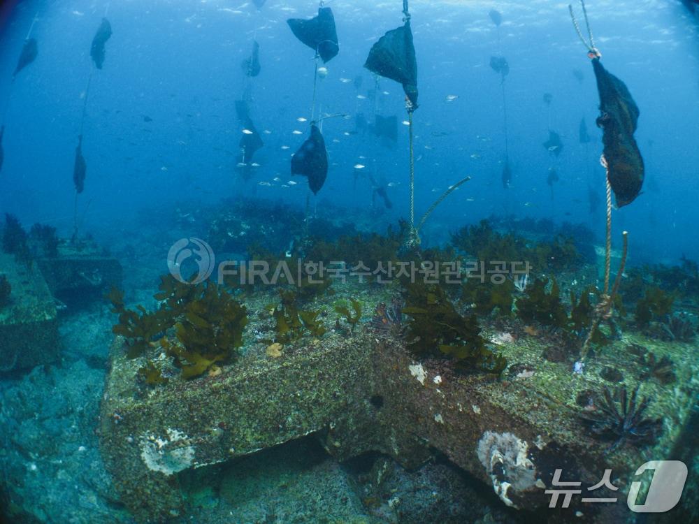 본문 이미지 - 해조류 씨앗 주머니를 이용해 조성된 바다숲 모습 (수산자원공단 제공. 재판매 및 DB금지)