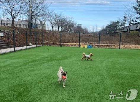 본문 이미지 - 반려동물 놀이터.(동해시 제공, 재판매 및 DB 금지) 2026.3.5/뉴스1