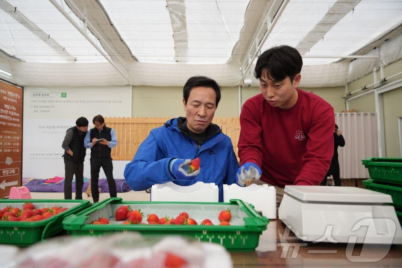 본문 이미지 - 우상호 전 청와대 정무수석이 5일 6·3 지방선거 강원도지사 선거 예비후보로 등록한 후 첫 행보로 춘천의 한 딸기농장에서 청년들과 간담회를 가졌다. 우 후보는 이날 약 1시간 동안 직접 딸기를 수확하고 포장 작업을 함께했다.(우상호 예비후보 측 제공. 재판매 및 DB금지) 2026.3.5 ⓒ 뉴스1 이종재 기자