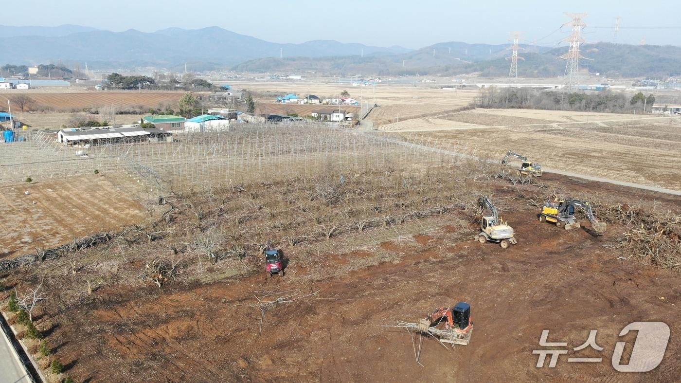 본문 이미지 - 과수화상병이 발병한 예산의 한 배 재배농가. (독자 제공, 재판매 및 DB금지) / 뉴스1