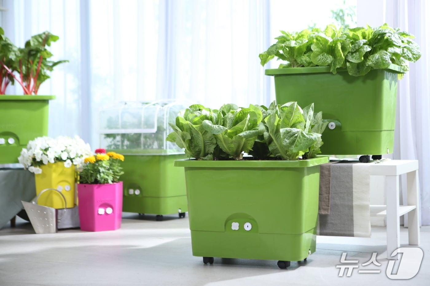 본문 이미지 - 상자텃밭 모습.(금천구 제공)