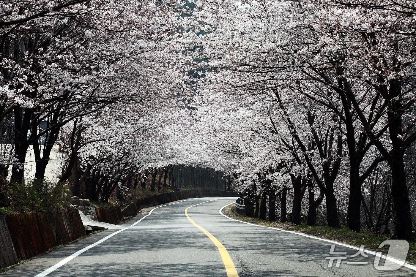 본문 이미지 - 하동 화개십리벚꽃길. 뉴스1 DB