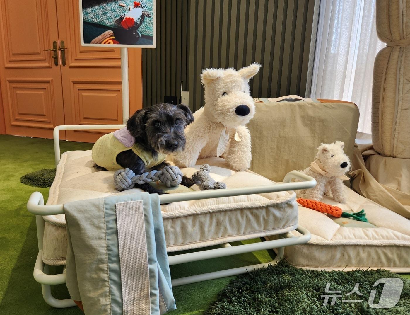 본문 이미지 - N32 쪼꼬미 ⓒ뉴스1 한송아 기자