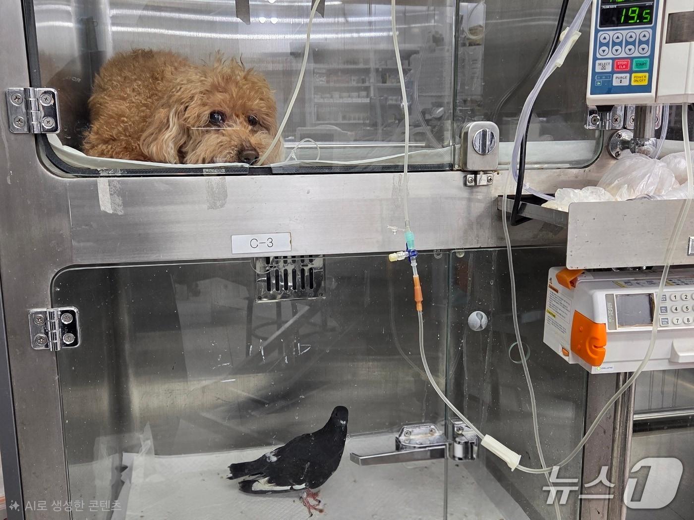 본문 이미지 - 지난 5일 서울 송파구 한 동물병원 입원장에 비둘기가 입원해 있다. ⓒ 뉴스1 한송아 기자