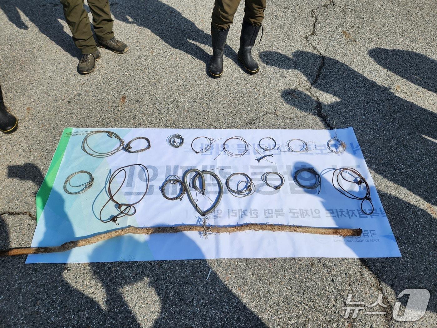 본문 이미지 - 수거한 밀렵 엽구.(설악산국릾공원사무소 제공, 재판매 및 DB 금지) 2026.3.6/뉴스1