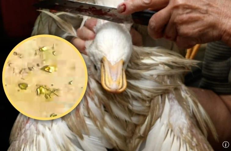 본문 이미지 - SCMP