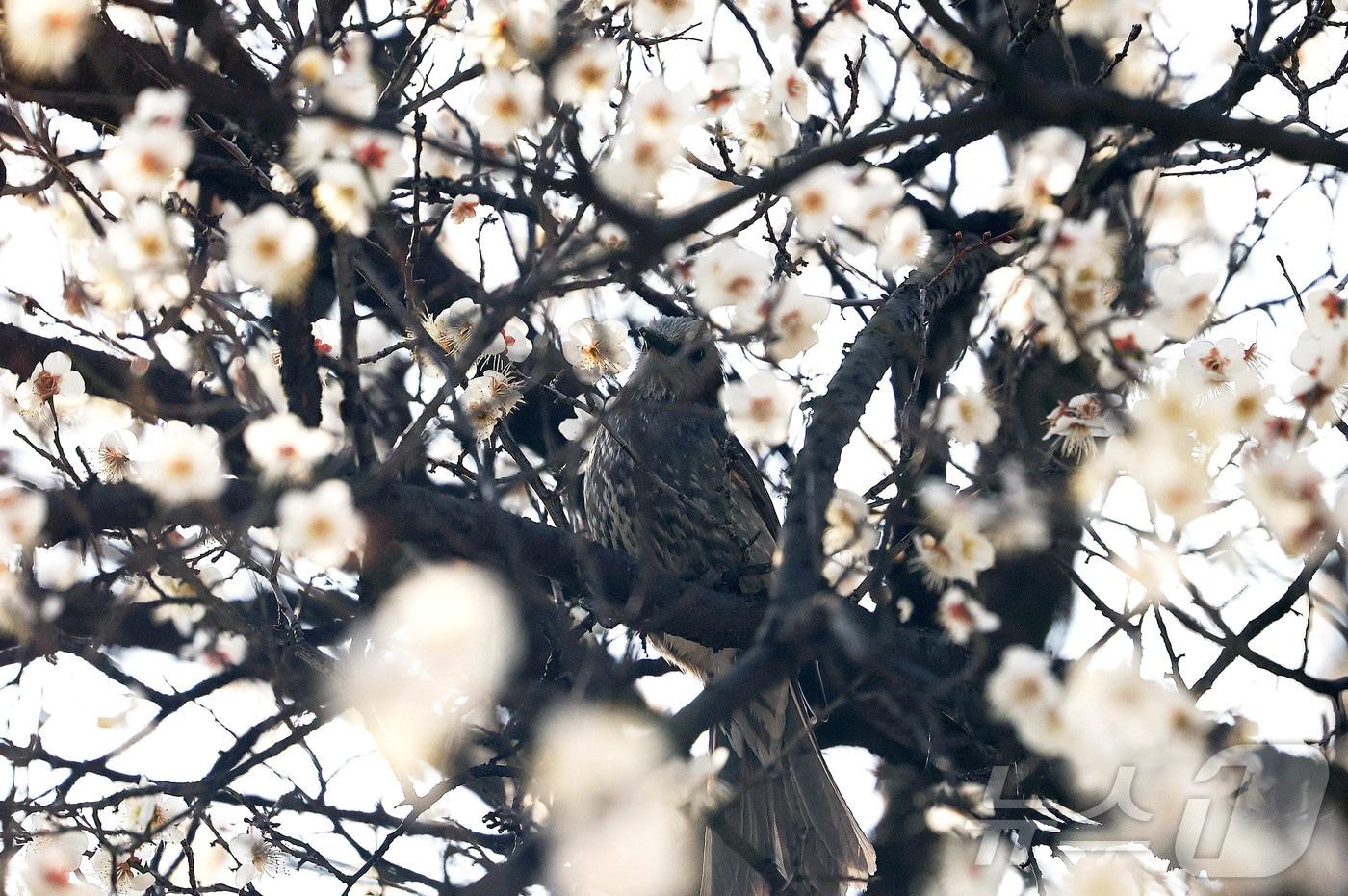 본문 이미지 - 6일 광주 북구 용봉동 전남대학교 캠퍼스 매실나무에 직박구리가 앉아 쉬고 있다.(광주 북구 제공. 재판매 및 DB 금지) /뉴스1 