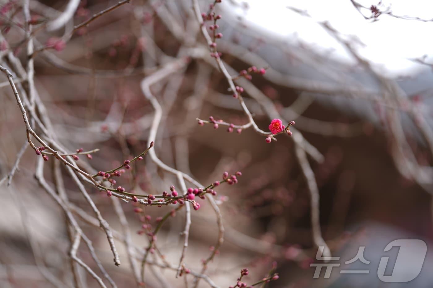 본문 이미지 - 화엄사 홍매화가 6일 올해 첫 꽃망울을 터트렸다. (구례군 제공. 재판매 및 DB금지) ⓒ 뉴스1 