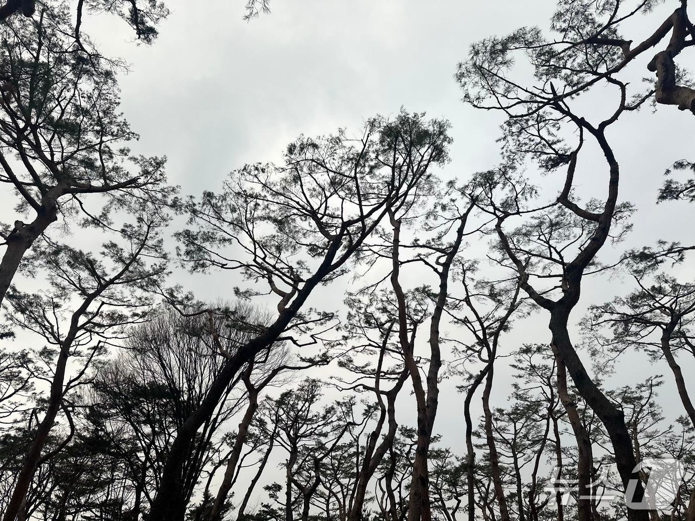 본문 이미지 - 경기 남양주시 사릉. 2026.3.6 ⓒ News1 이상휼 기자