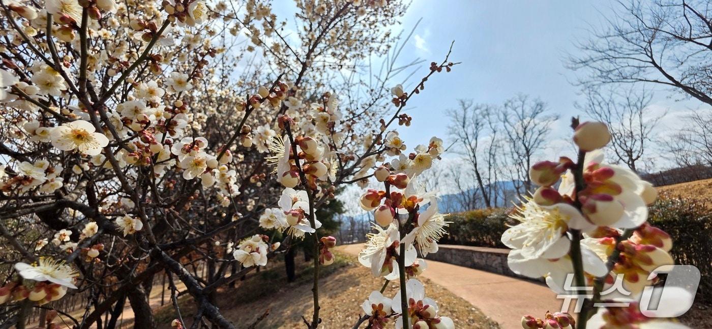 본문 이미지 - 주말인 7일 경북 경산시 남매들 매화나무에 꽃이 피고 있다. 2026.3.7/뉴스1