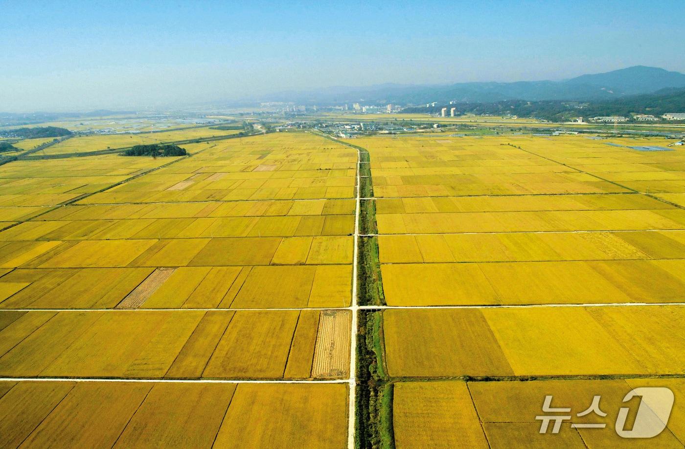 본문 이미지 - 청주 청원생명쌀 재배 단지.