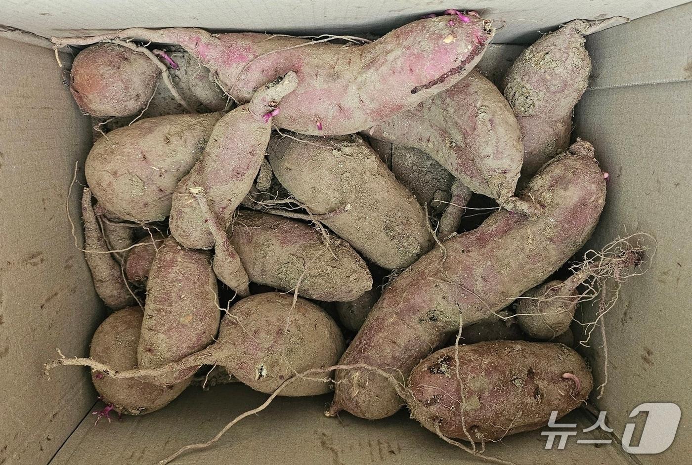 본문 이미지 - 규격에 적합하지 않거나 농업재해로 외관상 상처가 있지만 품질에는 이상이 없는 고구마 자료사진.(경기도 제공. 재판매 및 DB금지)