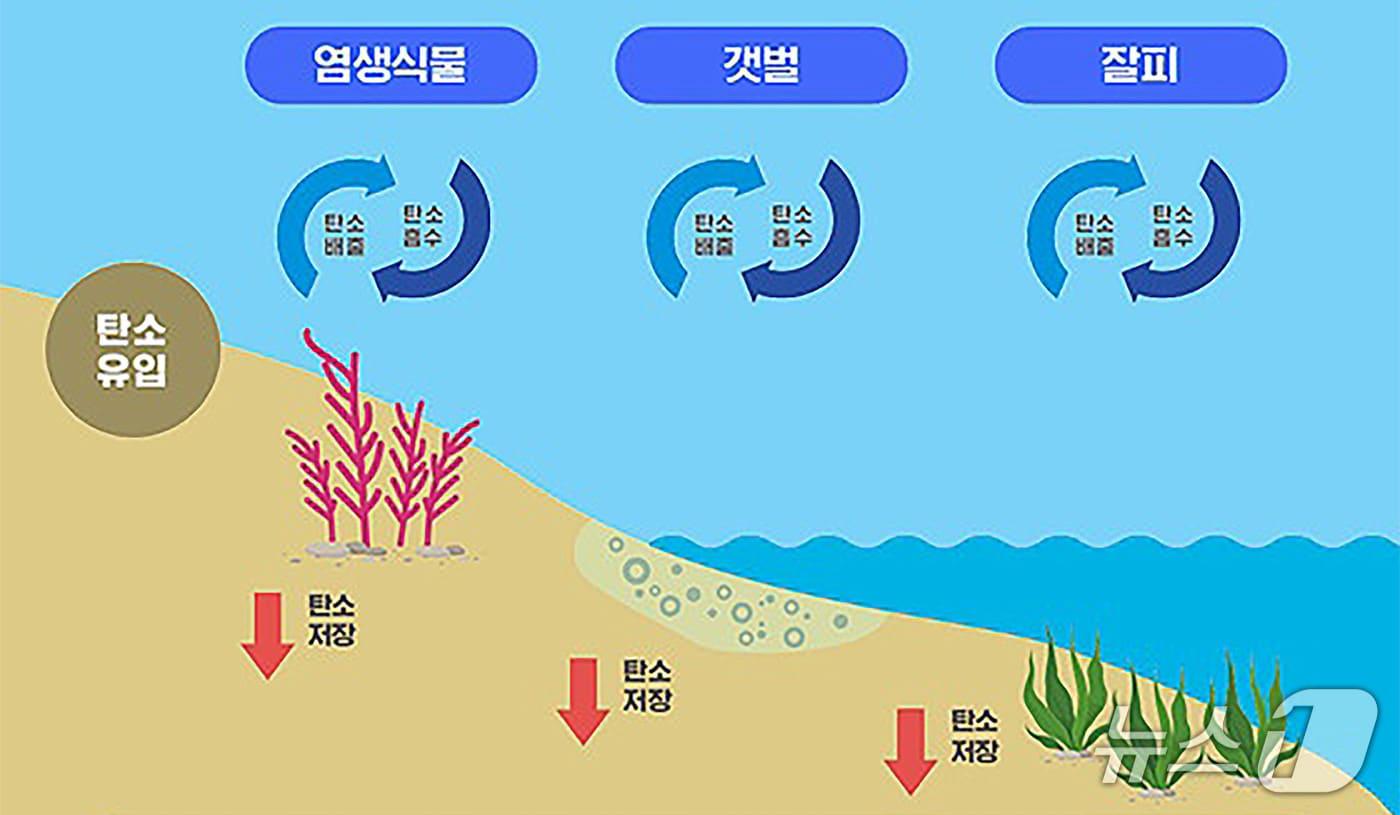 본문 이미지 - '블루 카본' 이해도.(해양수산부 누리집 갈무리)