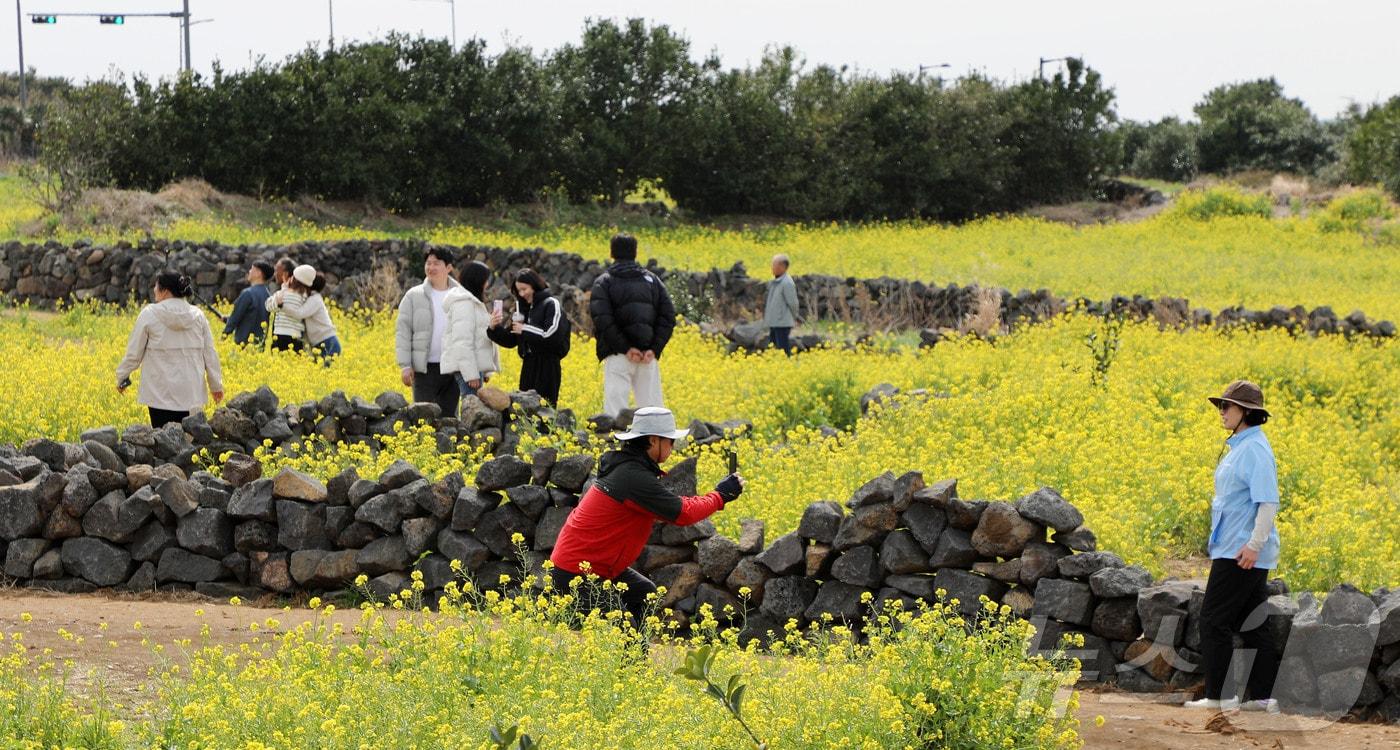 본문 이미지 - 8일 오후 제주 서귀포시 성산읍의 한 유채꽃밭. 2026.3.8 ⓒ 뉴스1 오미란 기자