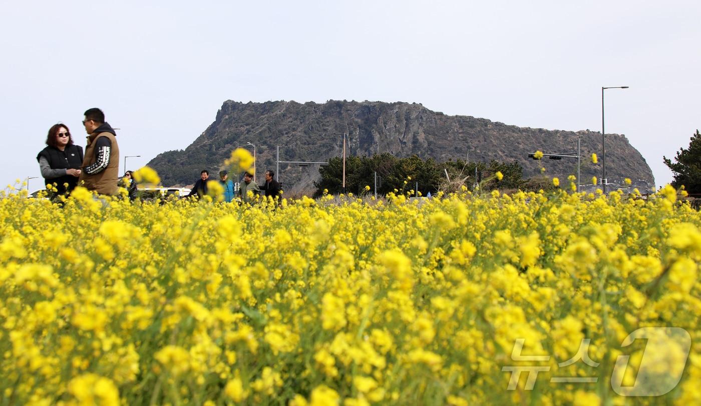 본문 이미지 - 8일 오후 제주 서귀포시 성산읍의 한 유채꽃밭에서 상춘객들이 봄 정취를 즐기고 있다. 2026.3.8 ⓒ 뉴스1 오미란 기자