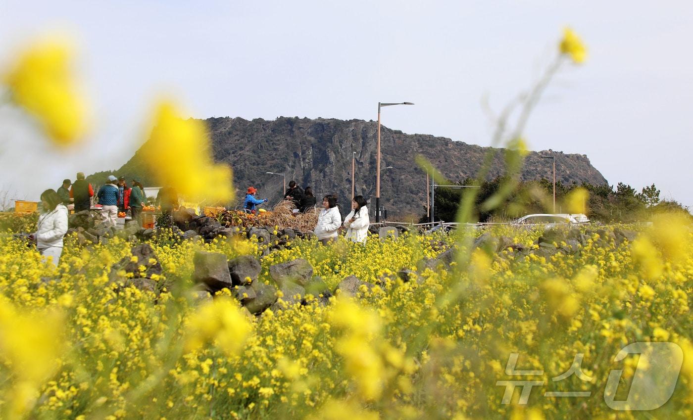 본문 이미지 - 제주 서귀포시 성산읍의 한 유채꽃밭. (뉴스1 DB) 2026.3.8 ⓒ 뉴스1 오미란 기자