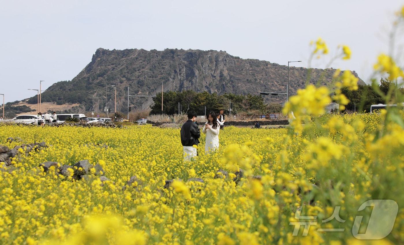 본문 이미지 - 8일 오후 제주 서귀포시 성산읍의 한 유채꽃밭에서 상춘객들이 봄 정취를 즐기고 있다. 2026.3.8 ⓒ 뉴스1 오미란 기자