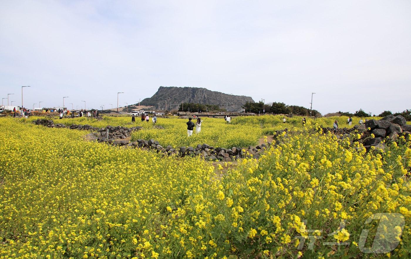 본문 이미지 - 제주 서귀포시 성산읍의 한 유채꽃밭. 2026.3.8 ⓒ 뉴스1 오미란 기자