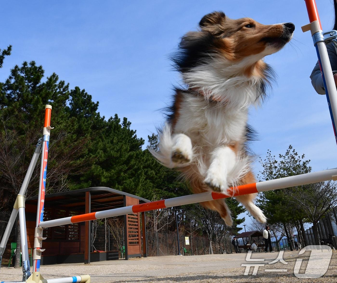 본문 이미지 - 9일 대구와 경북지역은 구름이 많은 가운데 낮 기온은 8도 안팎으로 오를 것으로 예측된다. 사진은 8일 경북 포항 펫필드에서 뛰노는 반려견. (사진은 기사 내용과 무관함) 2026.3.8 ⓒ 뉴스1 최창호 기자