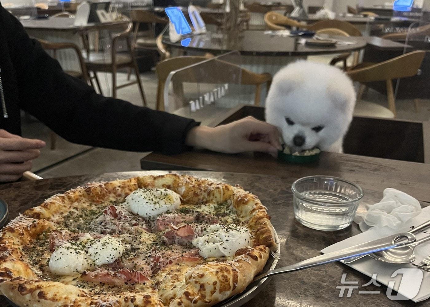 본문 이미지 - 3월부터 식당·카페 내 반려동물 동반 출입이 제한적으로 허용된다. ⓒ 뉴스1