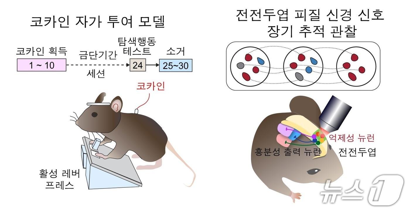 본문 이미지 - 코카인 탐색해동과정 실험설계도(KAIST 제공) /뉴스1