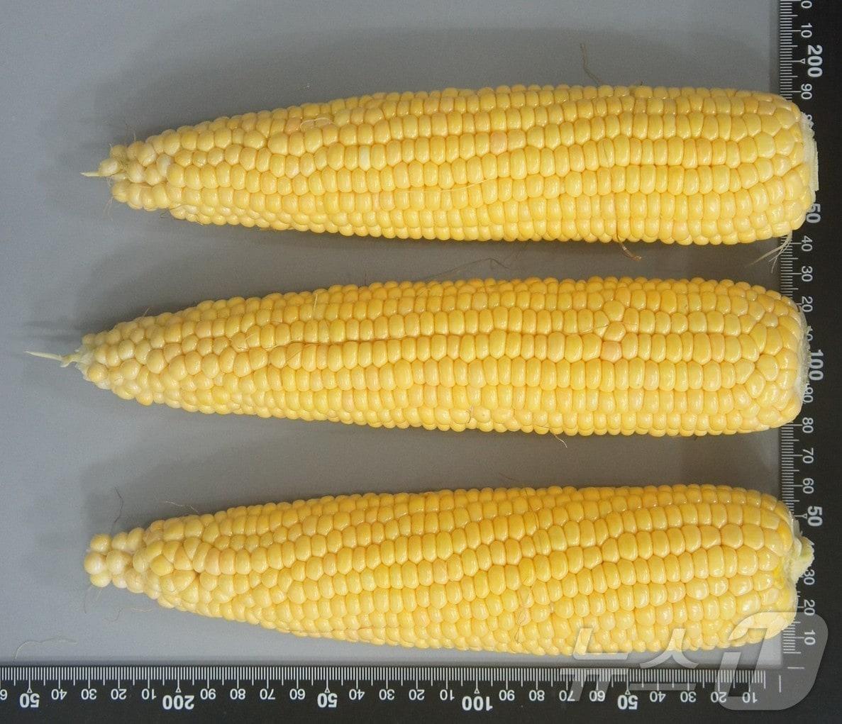 본문 이미지 - 경북농업기술원이 소비자 기호 변화에 대응해 초당옥수수 신품종인 ‘청밀옥’을 개발해 국립종자원에 품종보호를 출원했다. /뉴스1