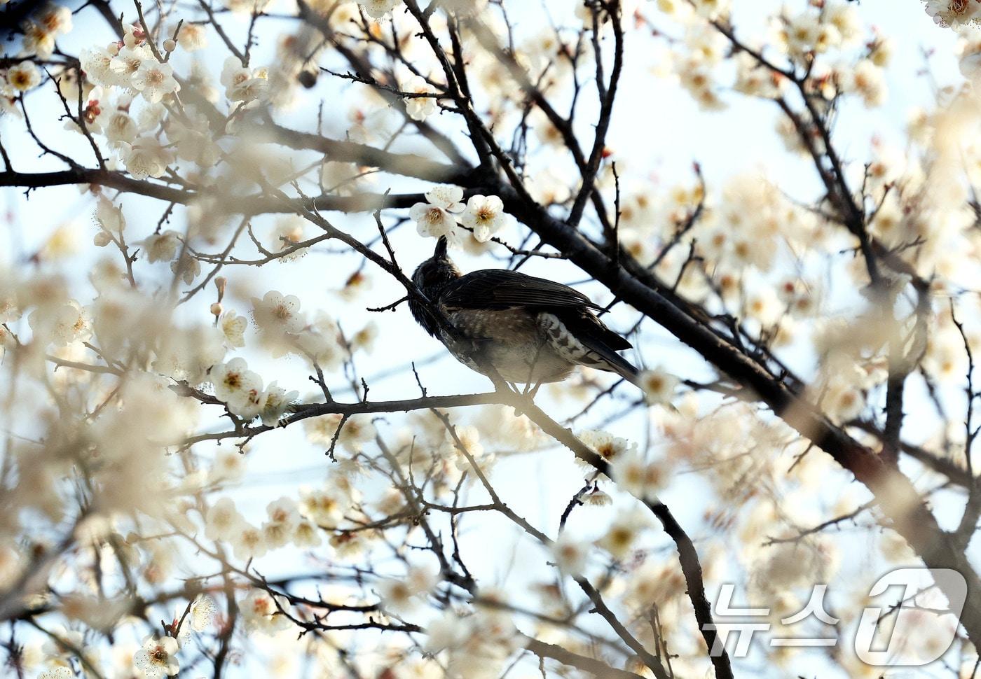 본문 이미지 - 6일 광주 북구 용봉동 전남대학교 캠퍼스 매실나무에 직박구리가 앉아 만개한 벚꽃잎을 따먹고 있다. 2026.3.9 ⓒ 뉴스1 박지현 기자