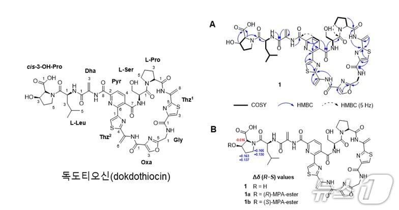 본문 이미지 - 독도티오신의 화학구조와 핵자기공명(NMR) 해석을 통한 구조규명(생명연 제공) /뉴스1