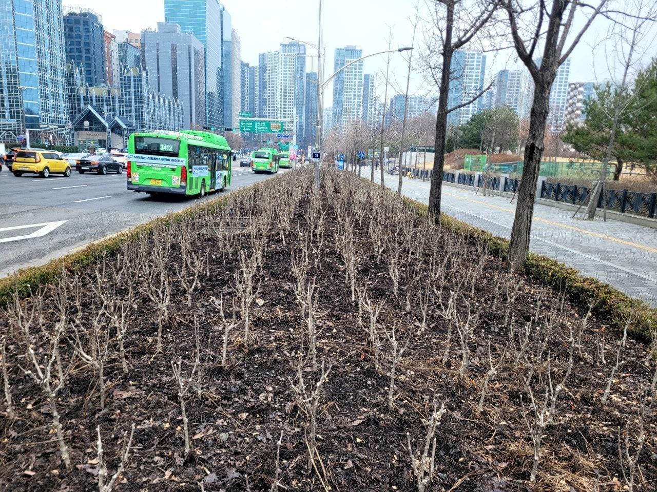 본문 이미지 - 퇴비 살포 후 사진(송파구 제공)
