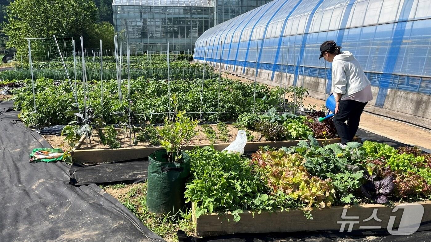 본문 이미지 - 충북 괴산군 주말 체험 농장.(괴산군 제공. 재판매 및 DB금지)