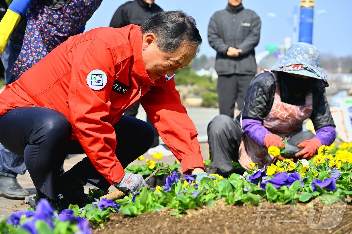 본문 이미지 - 이병선 강원 속초시장이 4일 설악해맞이공원 입구 봄꽃 식재 현장을 찾아 꽃을 심으며 작업 상황을 점검하고 있다.(속초시 제공, 재판매 및 DB 금지) 2026.3.9 /뉴스1