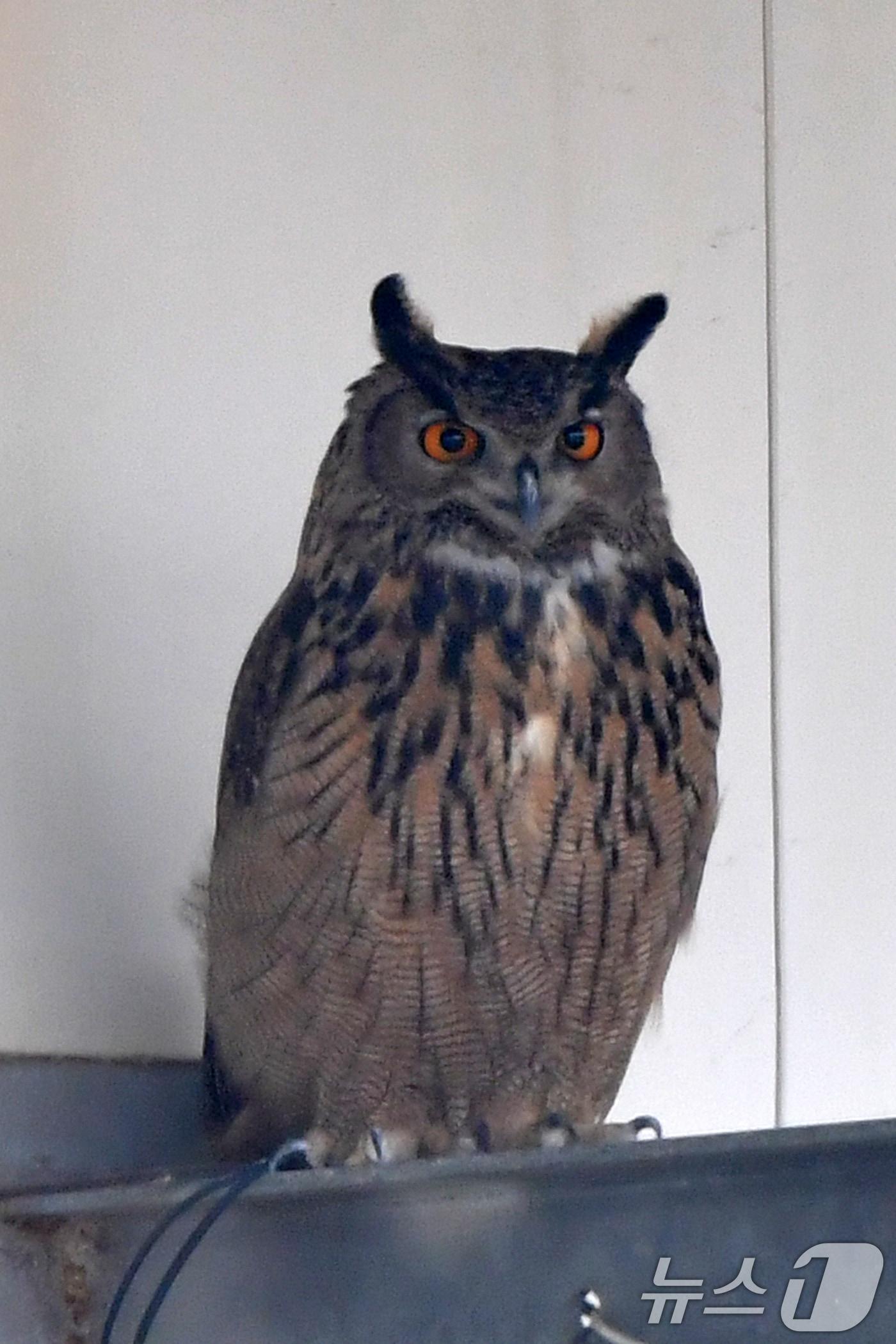 본문 이미지 - 9일 경북 포항시 북구 흥해읍의 한 폐쇄된 공장에서 천연기념물(324-2호)인 수리부엉이가 처마 밑에 다소곳이 앉아 있다. 2026.3.9 ⓒ 뉴스1 최창호 기자
