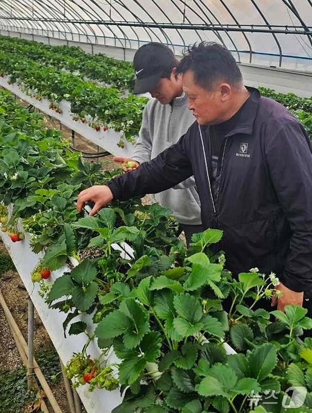 본문 이미지 - 충북 청주시 상당구 남일면 가산딸기 농장.(정회준 씨 제공. 재판매 및 DB금지)