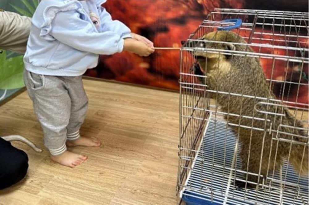 본문 이미지 - 야생생물법에 따라 어린이집으로 야생동물을 이동해 전시하는 것은 금지행위지만 불법 이동전시를 하는 업체가 성행하고 있다(어웨어 제공). ⓒ 뉴스1