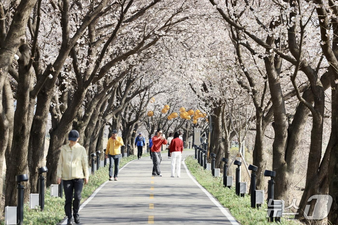 본문 이미지 - 보은 벚꽃길을 시민들이 즐거운 한 때를 보내고 있다.   (보은군 제공. 재판매 및 DB금지) 