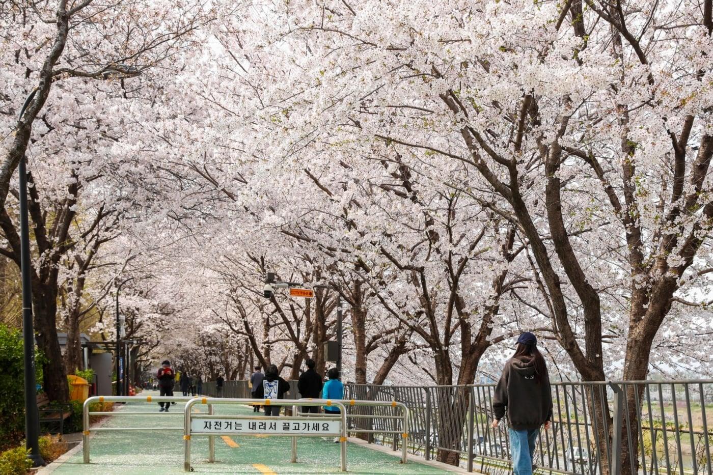 본문 이미지 - 송정 제방길 벚꽃(성동구 제공)