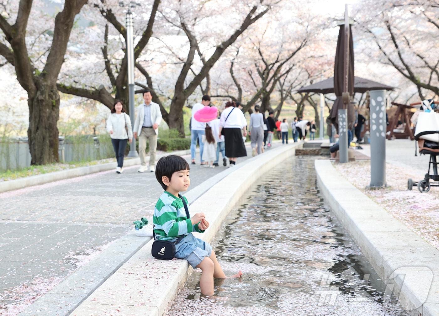 본문 이미지 - 충주 수안보온천제 벚꽃놀이.(충주시 제공. 재판매 및 DB금지)