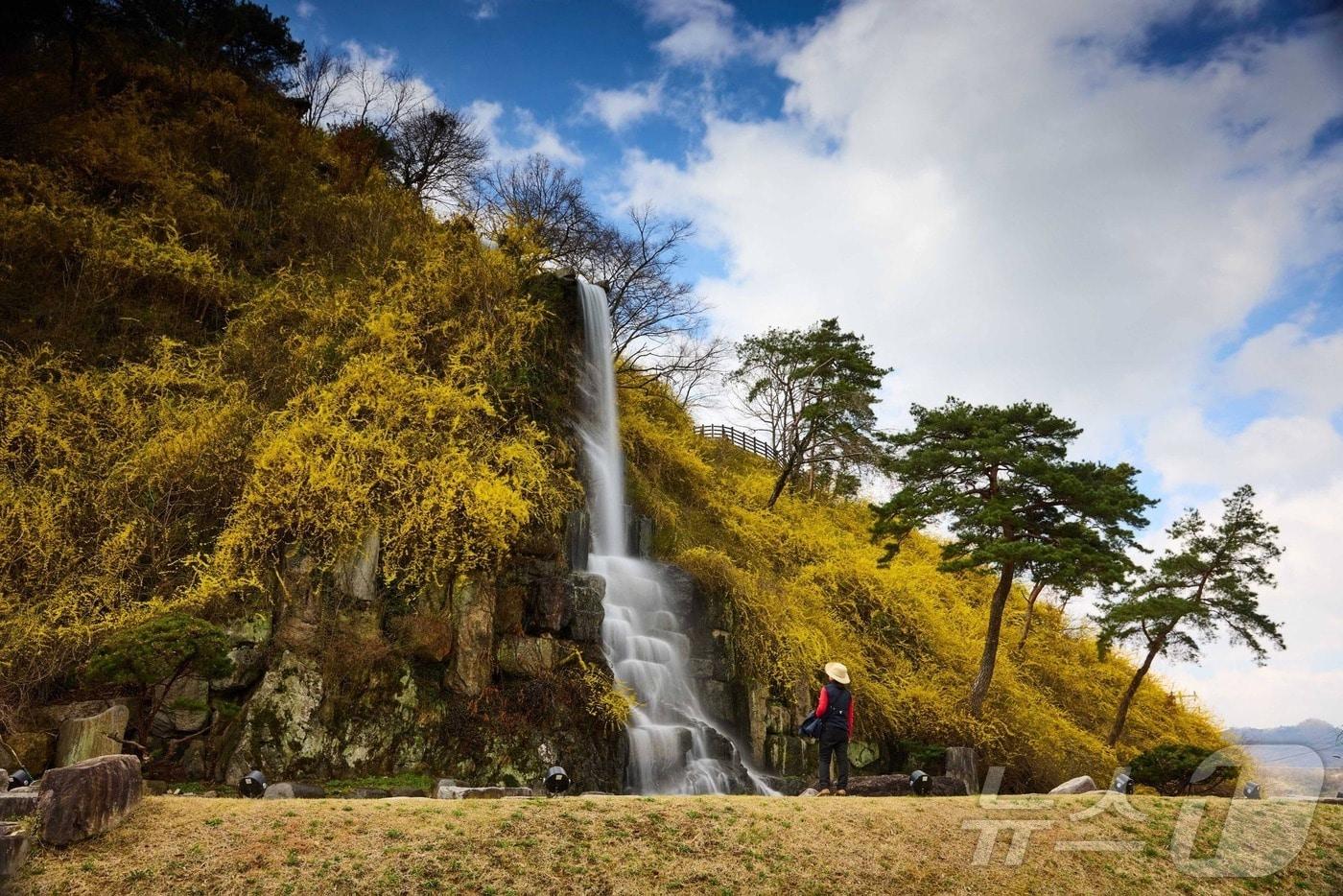 본문 이미지 - 1일 오전 전남 화순군 화순읍 개미산 전망대 아래 활짝 핀 개나리와 시원스럽게 쏟아지는 폭포가 한폭의 산수화를 연상케 한다.(화순군 제공, 재배포 및 DB 금지)2026.4.1 ⓒ 뉴스1