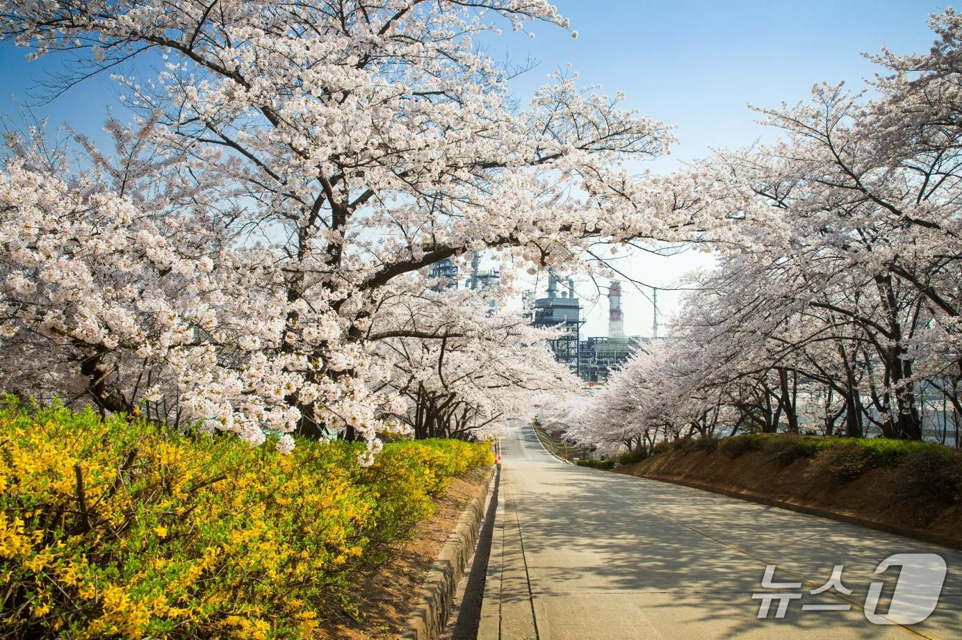 본문 이미지 - 벚꽃동산(SK인천석유화학 제공/뉴스1)