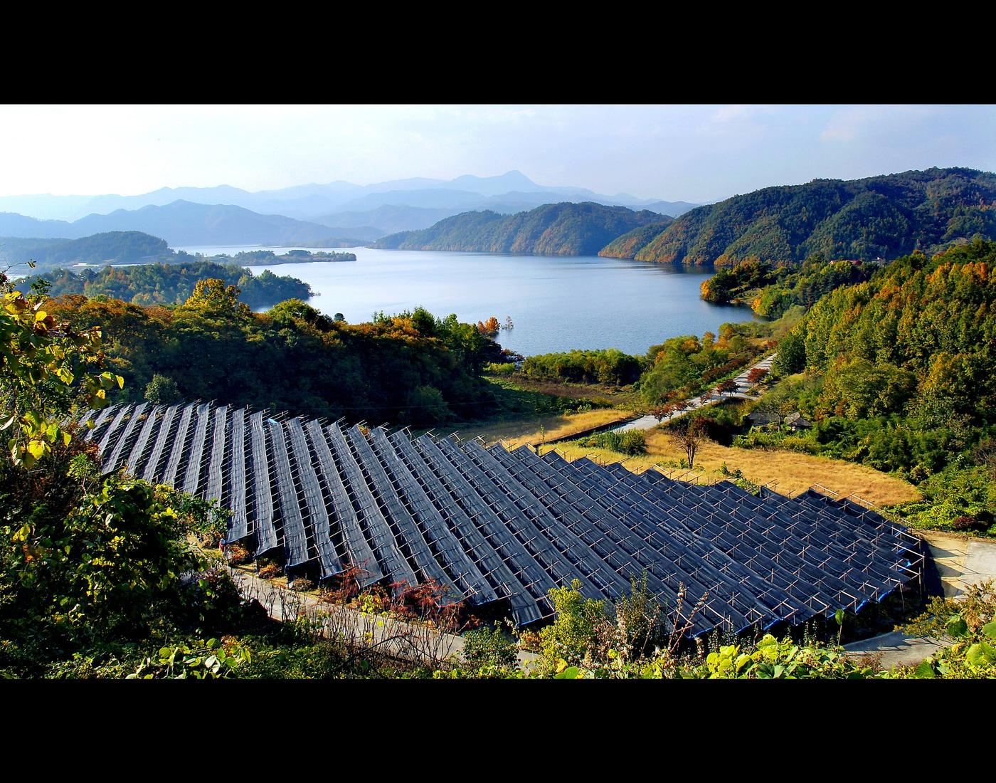 본문 이미지 - 인삼 재배 환경(국가유산청 제공)