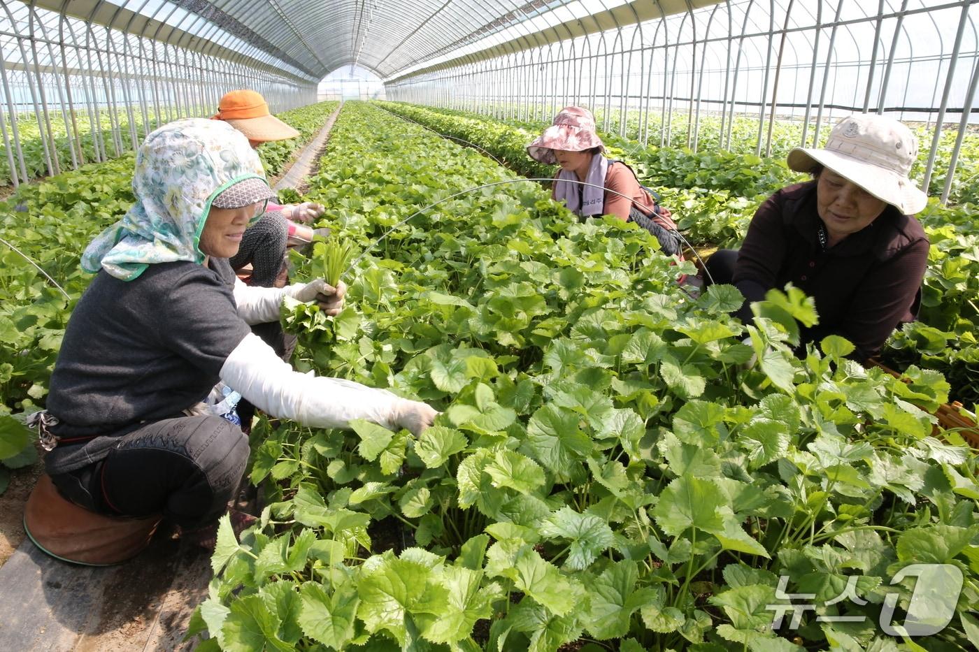 본문 이미지 - 양구 곰취 수확.(양구군 제공. 재판매 및 DB금지)/뉴스1