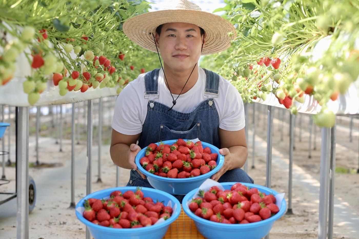 본문 이미지 - 딸기를 수확한 청년 농업인.(당진시 제공. 재판매 및 DB금지)/뉴스1