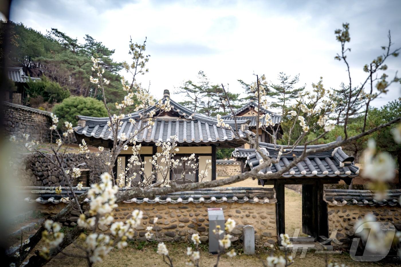 본문 이미지 - 한국국학진흥원은 제81회 식목일을 맞아 조선시대 문인 김광계(1580~1646)의 ‘매원일기’를 통해 꽃과 나무를 가꾸던 선비의 삶과 인문학적 가치를 조명했다. /뉴스1