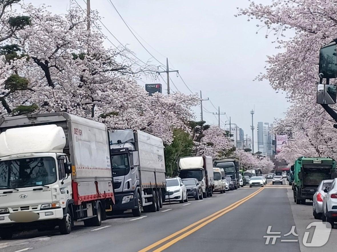 본문 이미지 - 광주 광송간도로에서 차량들이 만개한 벚꽃 사이를 지나가고 있다. 2026.4.1/뉴스1 박영래 기자
