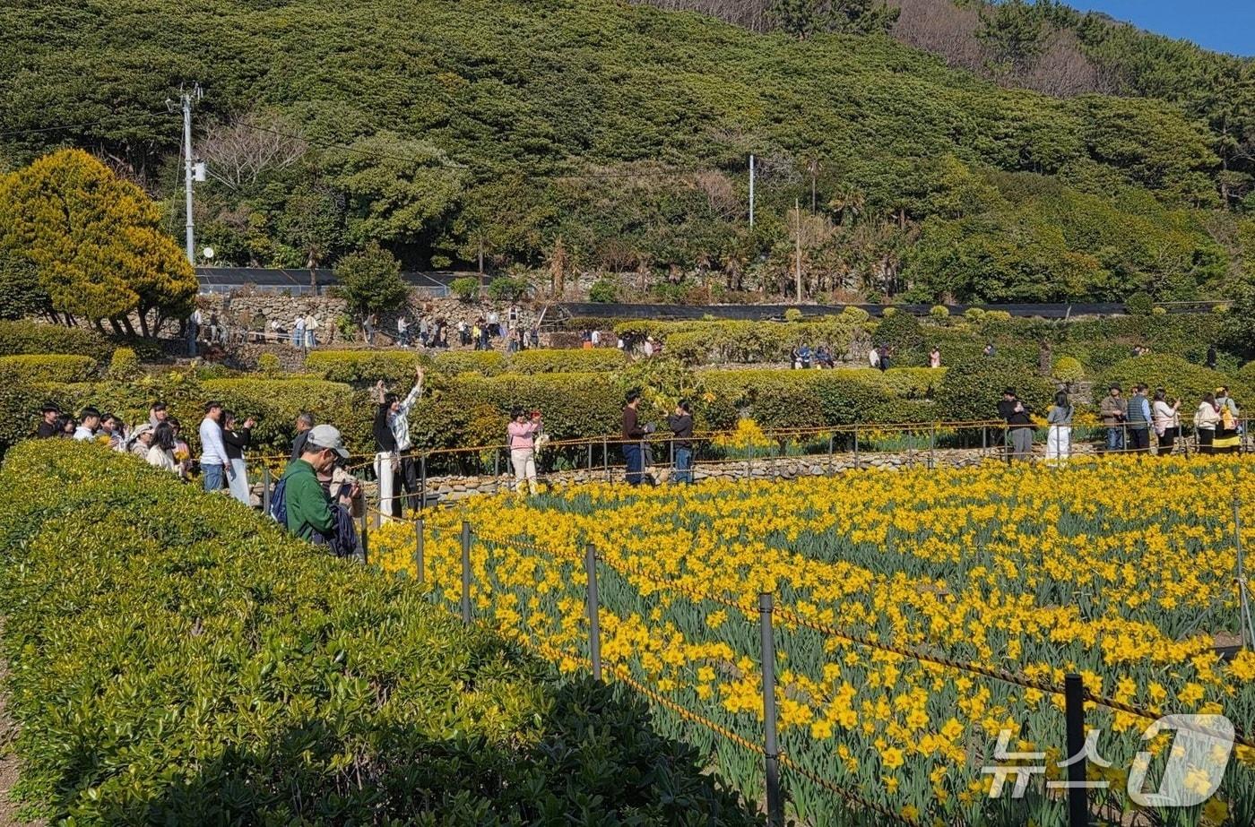 본문 이미지 - 공곶이에 피어난 수선화.(거제시 제공. 재판매 및 DB금지)
