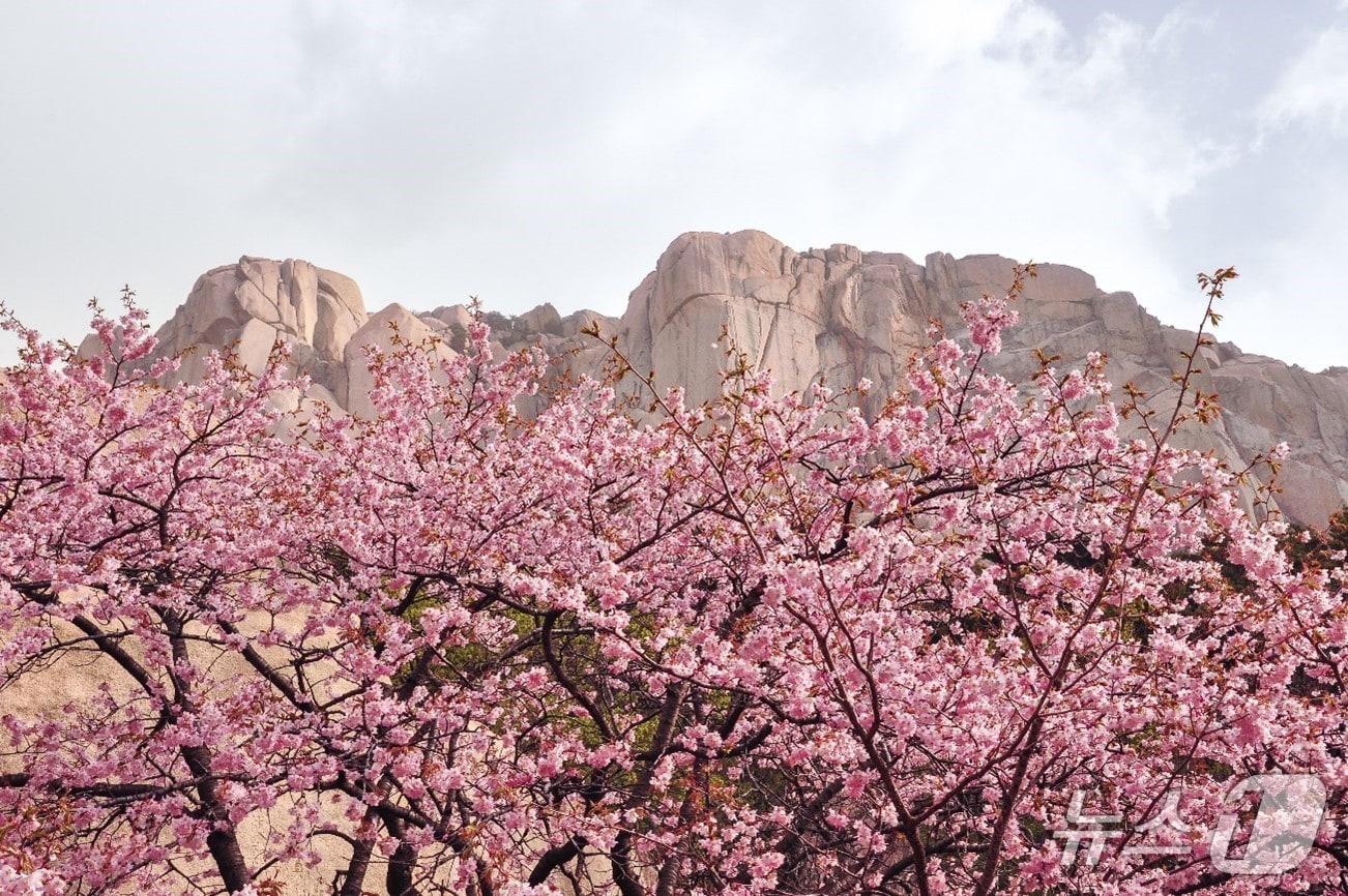 본문 이미지 - 강원 속초시 설악산 봄 전경.(카시아 속초 제공, 재판매 및 DB 금지) 2026.4.1/뉴스1