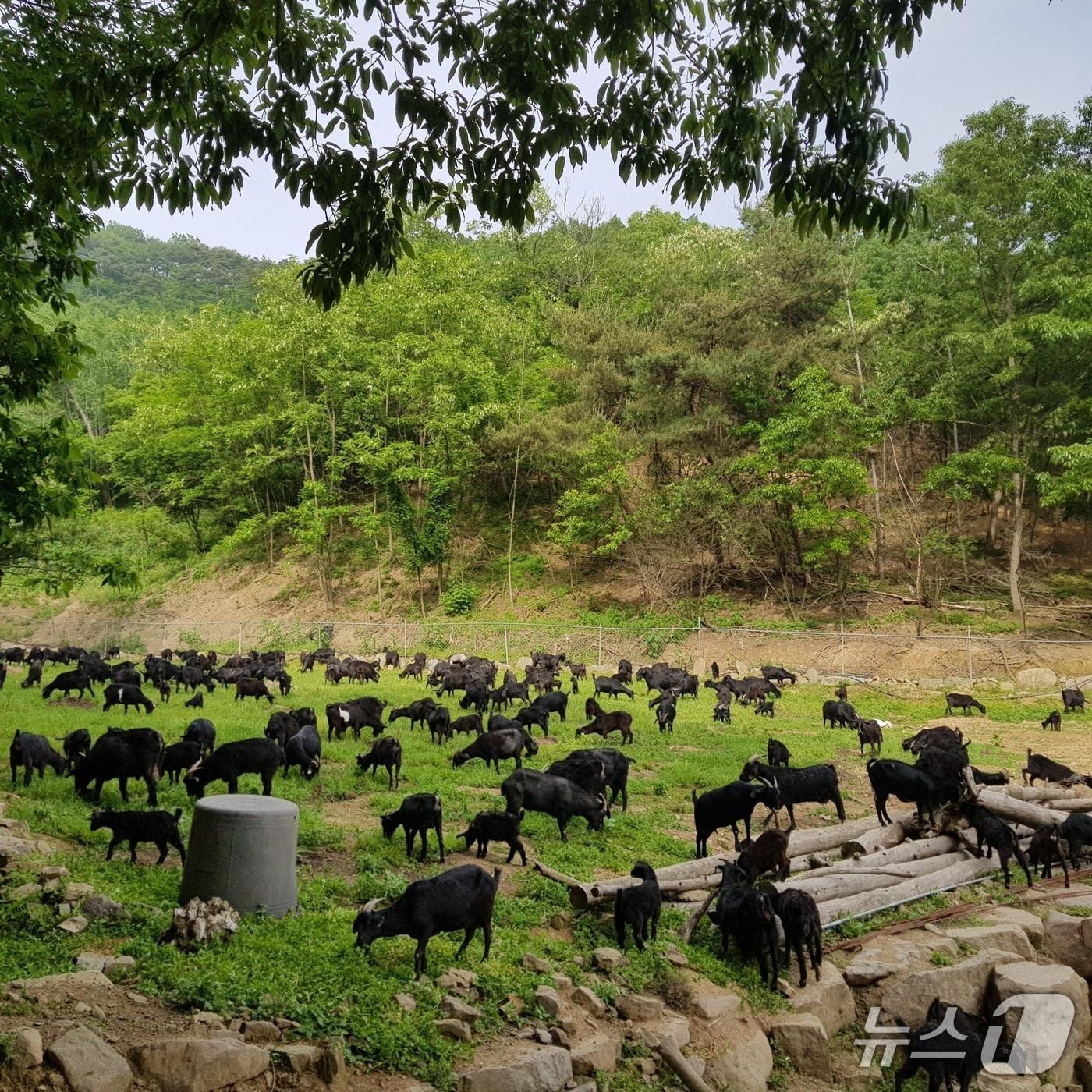 본문 이미지 - 전북 임실군이 염소 산업의 고부가 가치화와 생산환경 개선을 위해 맞춤형 지원사업을 추진한다.(임실군제공, 재판매 및 DB금지)2026.4.1/뉴스1