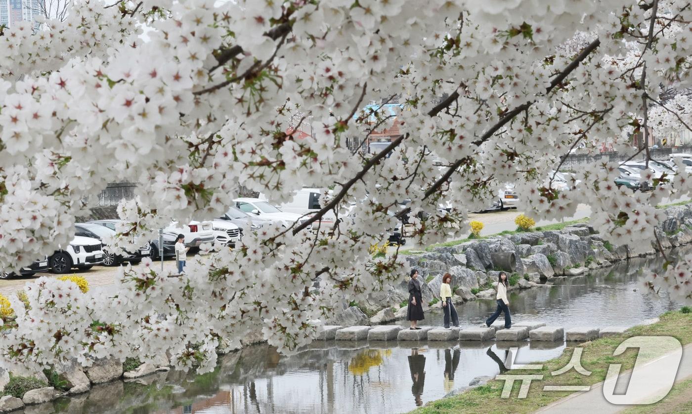 본문 이미지 - 완연한 봄 날씨를 보인 1일 대전 동구 대동천변에 벚꽃이 만개해 있다. 2026.4.1 ⓒ 뉴스1 김기태 기자