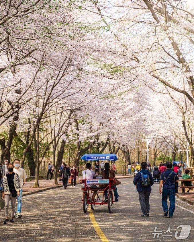 본문 이미지 - 벚꽃이 만발한 인천대공원. (인천관광공사 제공.재판매 및 DB금지)